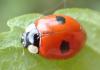 Adalia bipunctata bipunctata